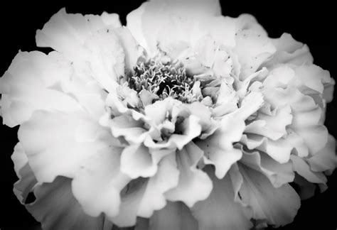 Black And White Carnation By Myperspective1005 On Deviantart