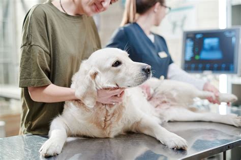 10 Early Signs And Symptoms Of Dog Cancer The National Canine Cancer