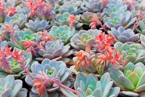 Anything and everything about succulents, a.k.a. succulent | Definition, Facts, & Examples | Britannica