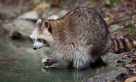 Animales Contentos El Mapache