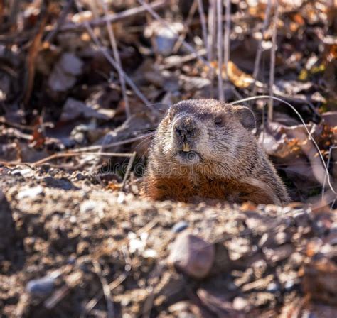 Groundhog En Son Trou Image Stock Image Du Trou Porc Jour 62889