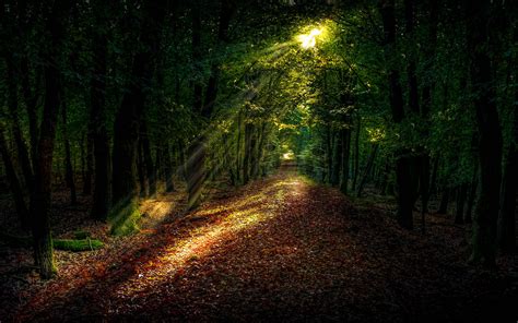 Download Wallpaper 2560x1600 Forest Path Autumn Trees Sunlight