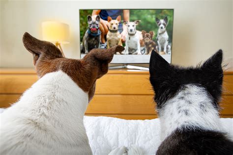 Do Dogs Like Watching Tv