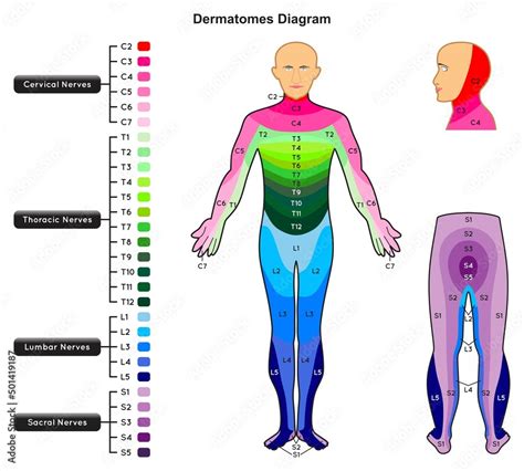 Fototapeta Dermatomes Diagram Infographic Nerves Areas Of Human Body