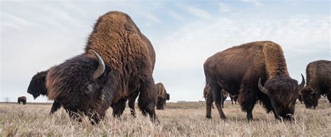 Wildlife Rescue, Rehabilitation & Education in Nebraska