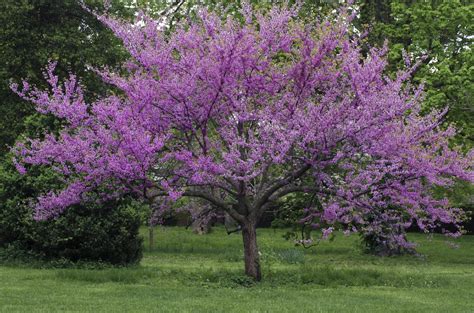 Shade Loving Trees Learn About Trees That Grow In Shade