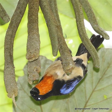 Orange Throated Tanager Exploraves Birding Tours Ecuador Loja