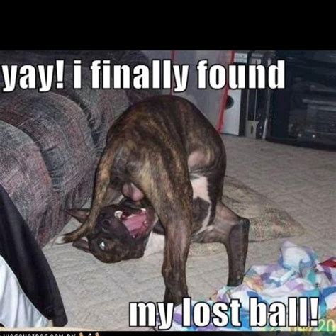 Lol Im Trashed So Ill Post It Lol Funny Dog Pictures Funny Dogs