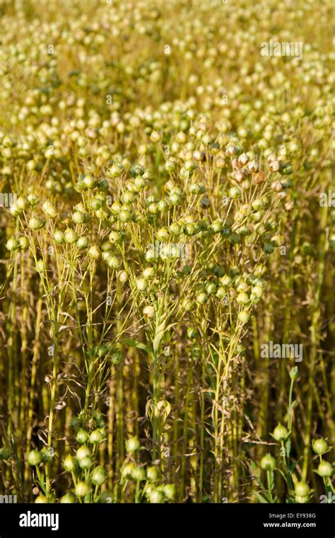The Flax Field Stock Photo Alamy