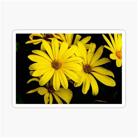 Distressed Yellow Daisies Sticker By Trfotos Redbubble