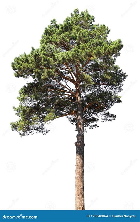 Pine Tree Isolated On White Background Coniferous Forest Stock Photo