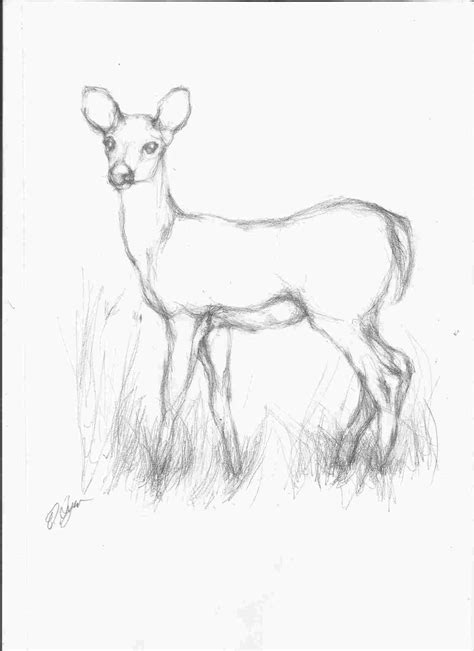 Simple Deer Drawing At Explore Collection Of