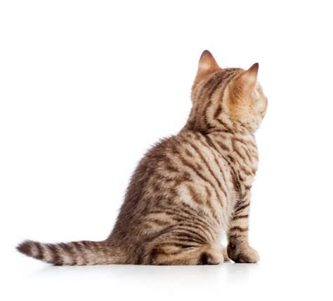 Cat Scooting Causes Symptoms And Treatment