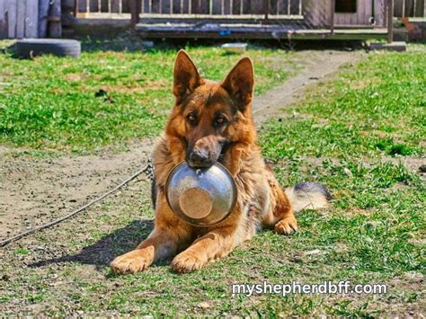 What Do German Shepherds Eat A List Of Foods That Gsds Eat