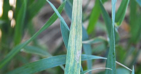 Wheat Streak Mosaic Virus Showing Up In Fields