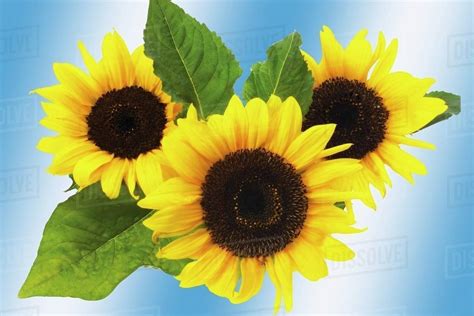 Three Sunflowers Stock Photo Dissolve