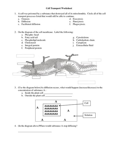 Biology Cells Worksheets Answer Keys Worksheeto Com