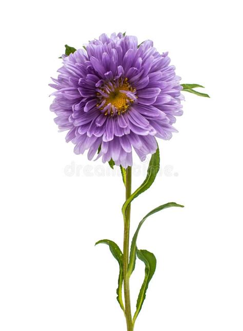 Photo About Single Purple Aster On A White Background Image Of