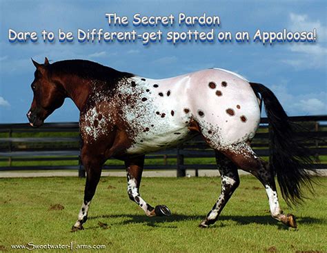 The Secret Pardon 5 X National Andor World Champion Now At 9 A