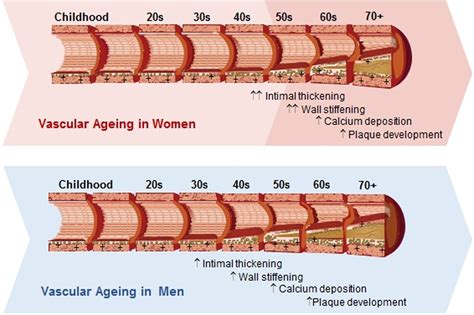 Sex Differences In Cardiovascular Ageing Heart