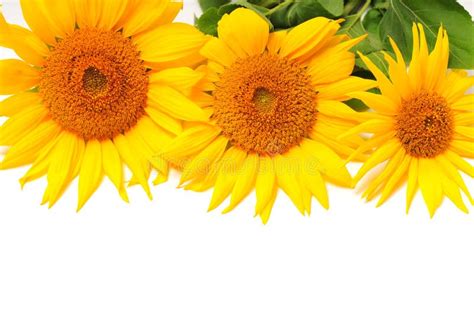 Sunflowers On A White Background Stock Photo Image Of Agriculture