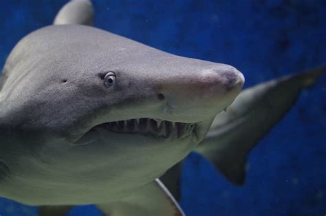 Gray Shark Shark Animal Hazard Teeth Fish Sea Nature Beach