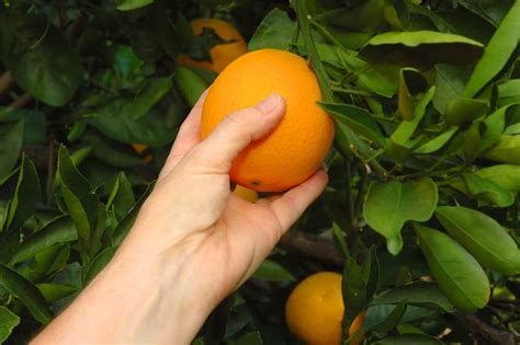 The Best Orange Groves In Florida To Pick Your Own Citrus 2024