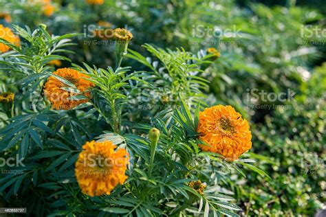 Yellow Marigold Flower In The Garden3 Stock Photo Download Image Now