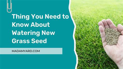Thing You Need To Know About Watering New Grass Seed Madamyard