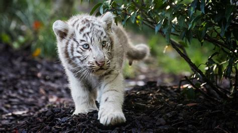 White Tiger Hd Wallpaper K Images Pictures Myweb