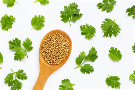 Premium Photo Coriander Seeds With Fresh Leaves Isolated On White