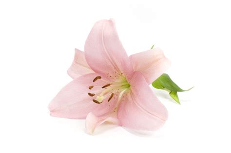 Symbolism Of The Lily The Flower That Is A Part Of