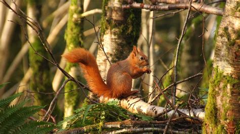 Red Squirrels At Threave National Trust For Scotland