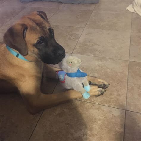just a girl and her stuffie r mastiff