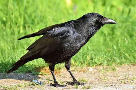 10 Types Of Black Birds Pictures Animaltriangle