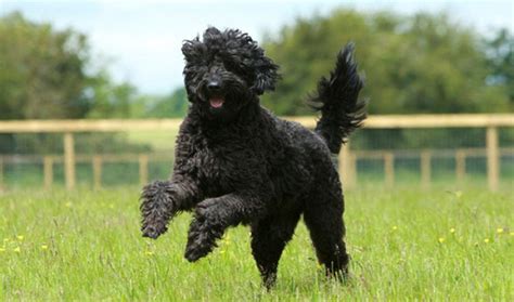 7 Things You Didnt Know About The Black Labradoodle Puppy Toob