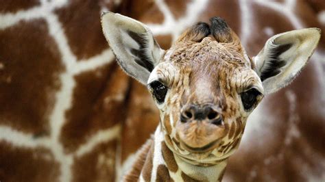 Download Baby Giraffe Cute Face Wallpaper
