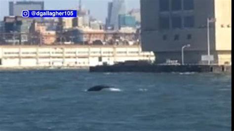 Another Whale Sighted In New York City Waterways