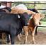 Calf Market Trends Forage Production Highlight South Central Texas Cow 