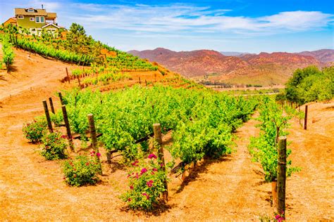14 Best Wineries For A Day Trip San Diego
