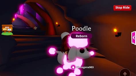 Adopt Me Roblox Новый неоновый Пудель New Neon Poodle Youtube