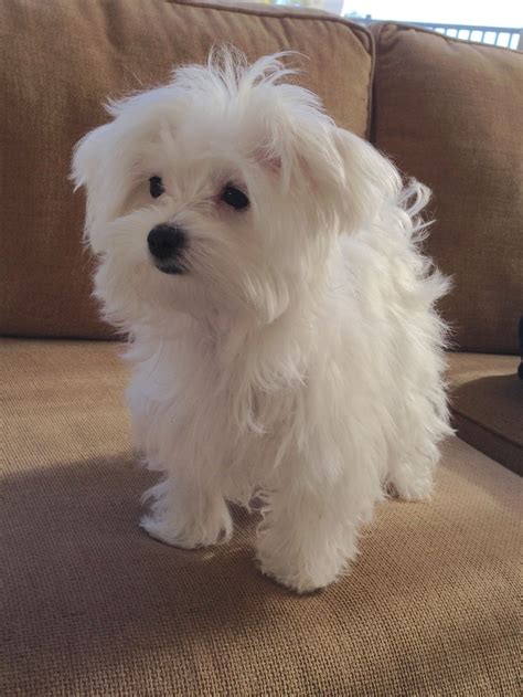 Maltese Coconut At 5 Months Baby Dogs Maltese Puppy Cute Dogs