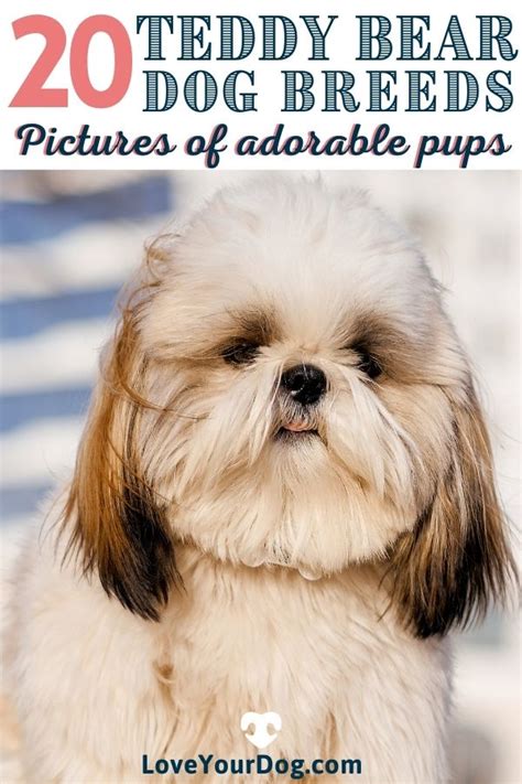 Teddy Bear Dog Breeds 20 Adorable Pups With Pictures Bear Dog