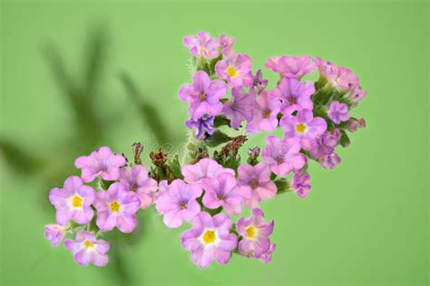 Pink Forget Me Not Flowers Stock Photo Image Of Beautiful 185175648
