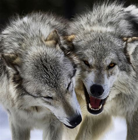 Best Time To See Wolves In Yellowstone National Park 2024 Roveme