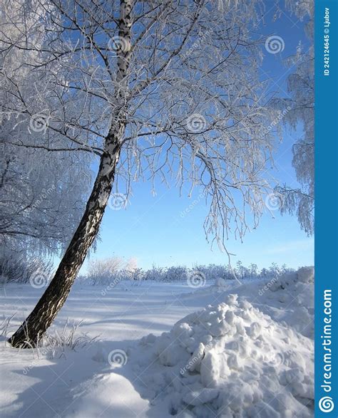 Birch Tree With Branches Covered By Hoarfrost Grows Among Snowdrifts On