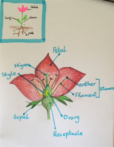 Flower Dissection Year 7 St Christopher School Letchworth