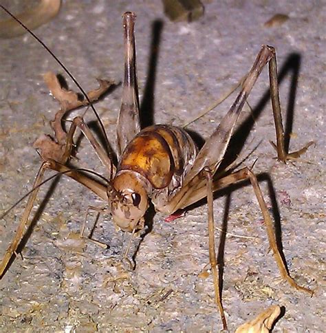 Where they came from and how to get rid of them. Spider Identification Guide | Carolina Shooters Club