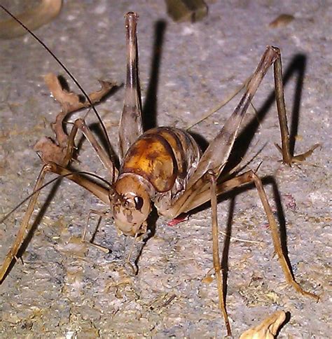 Camel crickets aren't true crickets and don't chirp, but when found in large quantities they can be quite an annoyance, ruining your here are some tips on how to kill camel crickets and otherwise keep your house cricket free Spider Identification Guide | Carolina Shooters Club