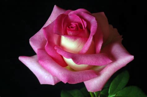 A Rose Is A Rose Roses Photo 20581062 Fanpop